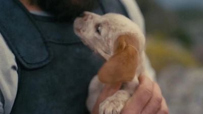 Imagem da notícia Christopher Nolan fez A Odisseia por causa de Argos: A comovente história do cão mais fiel da literatura antiga