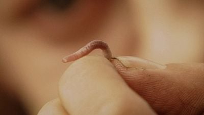 Imagem da notícia Está no streaming, ganhou 11 Oscars e é um dos melhores filmes de fantasia de todos os tempos