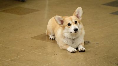 Imagem da notícia Imperdível na Netflix: A série policial mais hilária da TV