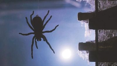 Imagem da notícia Um dos melhores filmes de terror sobre aranhas de todos os tempos usou mais de 300 animais reais!