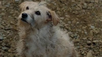 Imagem da notícia House of the Dragon: Cachorro coitadinho de A Casa do Dragão também serviu atuação ao lado de Emma Stone em filme vencedor do Oscar