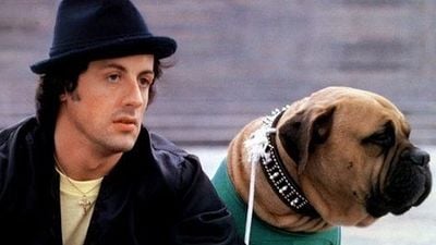 Imagem da notícia "Tive que vender meu cachorro para comprar comida": Antes de Rocky, Sylvester Stallone passou por perrengues no início de carreira