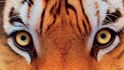 Imagem da notícia As Aventuras de Pi tem cena inédita e exclusiva revelada