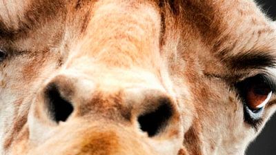 Imagem da notícia Se Beber, Não Case! Parte III ganha divertido cartaz