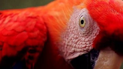 Imagem da notícia Exclusivo - Veja novo trailer de Amazônia Eterna