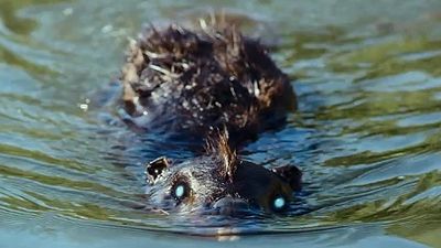 Imagem da notícia Já imaginou ser atacado por castores...zumbis? Veja como é no trailer de Zombeavers