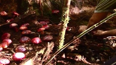 Imagem da notícia Exclusivo: Vídeo mostra como foi o difícil trabalho da produção para rodar Amazônia