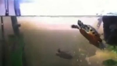 Imagem da notícia As Tartarugas Ninja: AdoroCinema foi à primeira sessão do filme para descobrir a opinião do público