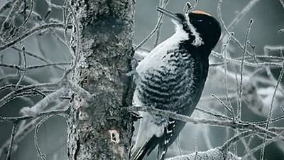 Imagem da notícia Fargo: Segunda temporada ganha misterioso teaser