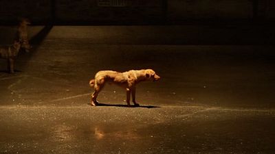 Imagem da notícia Exclusivo: Homens vs. cães no trailer legendado de White God, premiado em Cannes