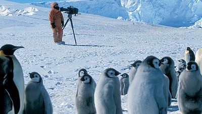 Imagem da notícia A Marcha dos Pinguins ganhará sequência rodada em 4K