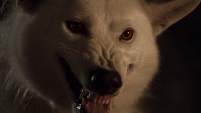 Imagem da notícia Game of Thrones: Diretor do episódio explica por que Fantasma não participou da Batalha dos Bastardos