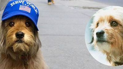 Imagem da notícia Anunciado em 2010, reboot de Benji finalmente sai do papel