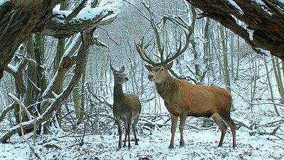 Imagem da notícia Festival de Berlim 2017: On Body And Soul é o grande vencedor do Urso de Ouro