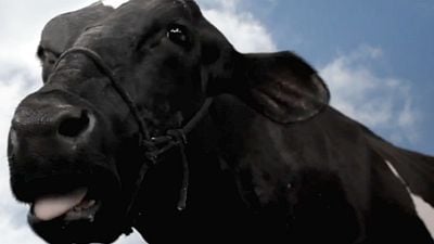 Imagem da notícia Animal Político: Drama sobre crise existencial de uma vaca ganha primeiro trailer