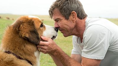 Imagem da notícia Quatro Vidas de um Cachorro ganhará sequência graças a sucesso do filme na China