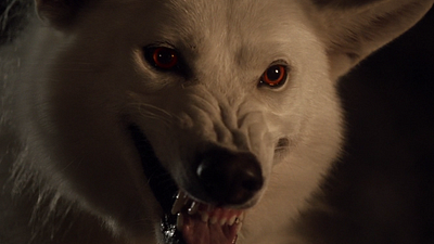 Fãs de Game of Thrones estão comprando (e abandonando) huskies porque se parecem com os Lobos Gigantes dos Stark