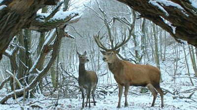 Imagem da notícia Oscar 2018: Hungria seleciona ganhador de Berlim como seu representante para a categoria de Melhor Filme Estrangeiro
