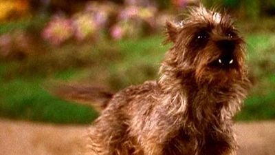 Imagem da notícia O Mágico de Oz: Warner vai produzir animação protagonizada pelo cão Totó