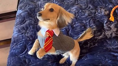 Imagem da notícia Cachorro treinado em feitiços de Harry Potter faz sucesso na internet