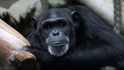 Imagem da notícia Bio: Drama estrelado por Maitê Proença e Maria Fernanda Cândido ganha trailer (Exclusivo)