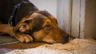 Imagem da notícia Bilheterias Brasil: A Caminho de Casa estreia na liderança no fraco feriadão do Carnaval