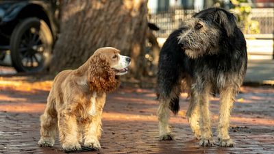 Imagem da notícia A Dama e o Vagabundo: Confira duas cenas inéditas da versão live-action