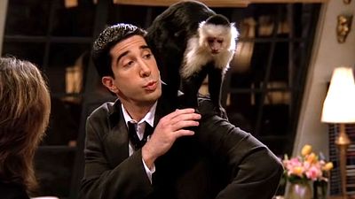 Imagem da notícia Macaco Marcel de Friends estrela novo curta de David Lynch