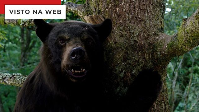 Imagem da notícia O Urso do Pó Branco é inspirado em uma história real? Conheça o filme de Elizabeth Banks