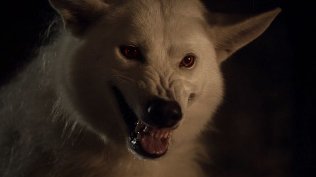Imagem da notícia Lobo-terrível: Espécie extinta de Game of Thrones é “ressuscitada” por cientistas