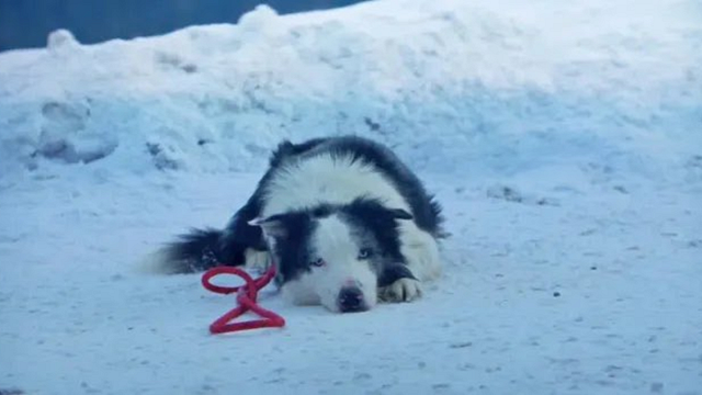 Imagem da notícia Para não "ofuscar" os humanos, Messi, o cão de Anatomia de uma Queda, quase ficou de fora do Oscar 2024
