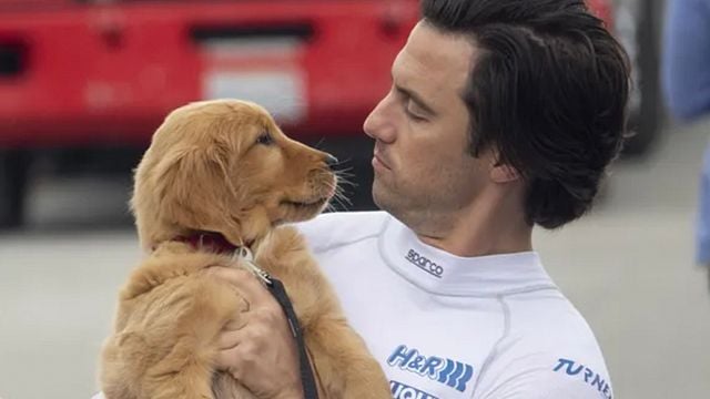Imagem da notícia Sessão da Tarde hoje (06/03): Meu Amigo, Enzo não é um filme com cachorros comum – ele homenageia um dos maiores ídolos brasileiros!