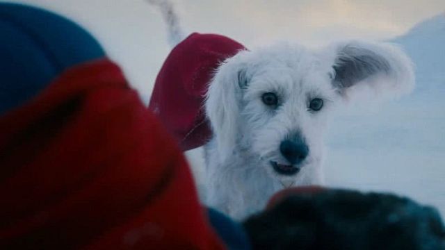 Imagem da notícia Superman: James Gunn revela fofa inspiração para Krypto, o cão de Clark Kent que já roubou a cena