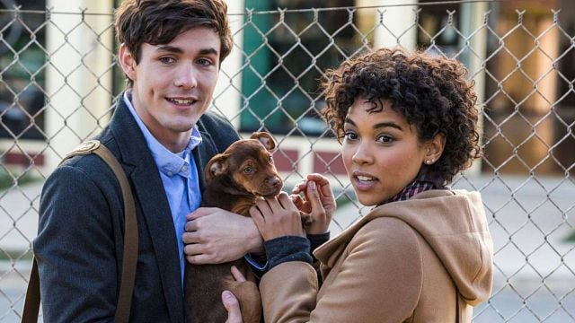 Imagem da notícia Sessão da Tarde hoje (17/10): Filme A Caminho de Casa traz protagonista resgatada das ruas – assim como em Caramelo, sucesso da Netflix