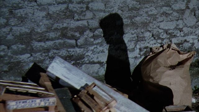 Imagem da notícia Após estrelar um filme aos 12 anos, ele abandonou a carreira de ator para se tornar veterinário – mas ainda ganha 10 dólares a cada trimestre pelo papel