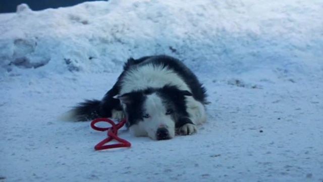 Snoop de Anatomia de Uma Queda é eleito um dos melhores cachorros do cinema; conheça seus "cãocorrentes"