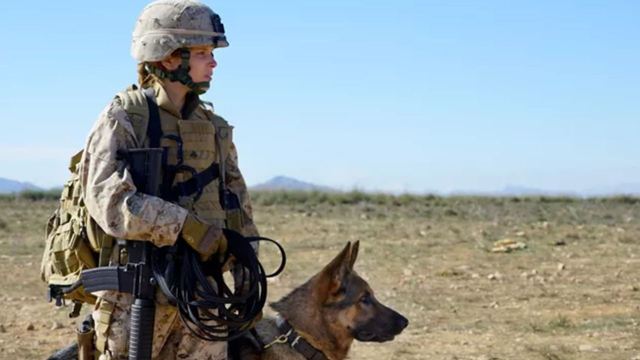 Megan Leavey: Drama com astro de Harry Potter é baseado em história real sobre a Guerra do Iraque