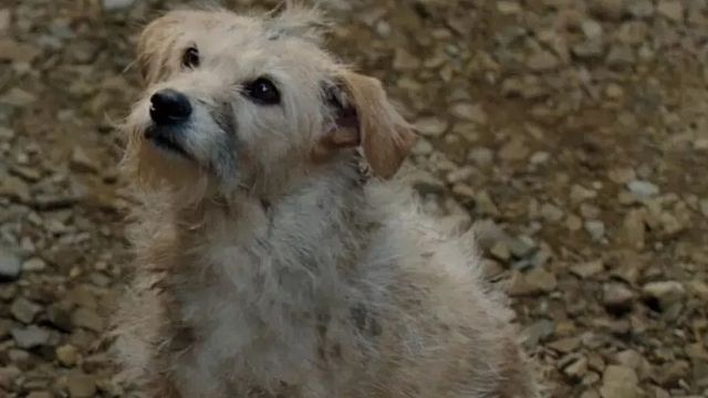 Imagem da notícia House of the Dragon: Cachorro coitadinho de A Casa do Dragão também serviu atuação ao lado de Emma Stone em filme vencedor do Oscar