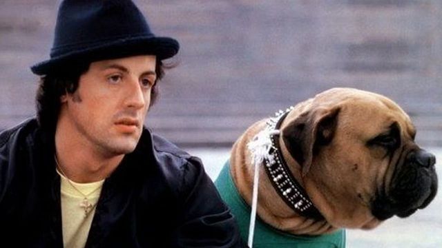 Imagem da notícia "Tive que vender meu cachorro para comprar comida": Antes de Rocky, Sylvester Stallone passou por perrengues no início de carreira