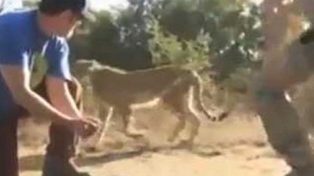 Imagem da notícia Adam Sandler é atacado por guepardo em safári na África