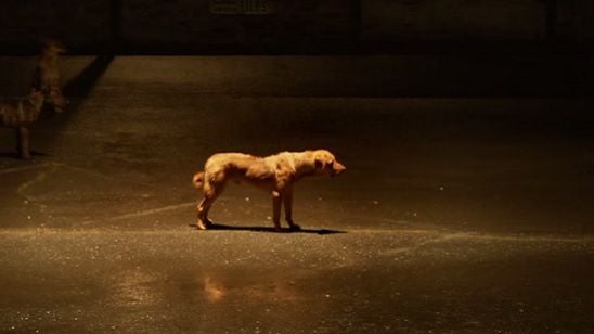 Imagem da notícia Exclusivo: Homens vs. cães no trailer legendado de White God, premiado em Cannes
