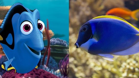 Imagem da notícia Procurando Dory: Petição quer que Disney e Pixar protejam o  peixe cirurgião-patela