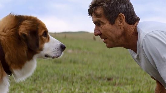 Imagem da notícia Quatro Vidas de um Cachorro vem aí para emocionar quem tem um melhor amigo canino. Confira o trailer!