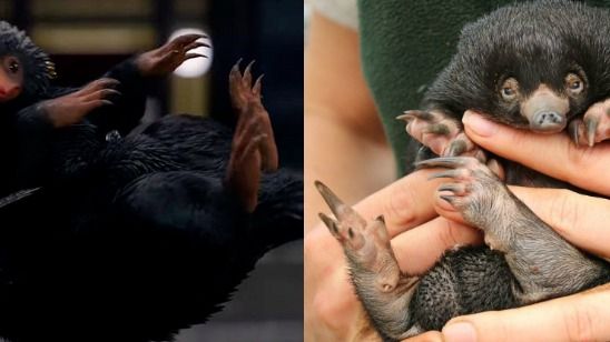Imagem da notícia Animais Fantásticos e Onde Habitam: Acharam um Pelúcio na vida real