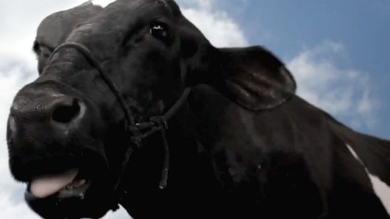 Imagem da notícia Animal Político: Drama sobre crise existencial de uma vaca ganha primeiro trailer
