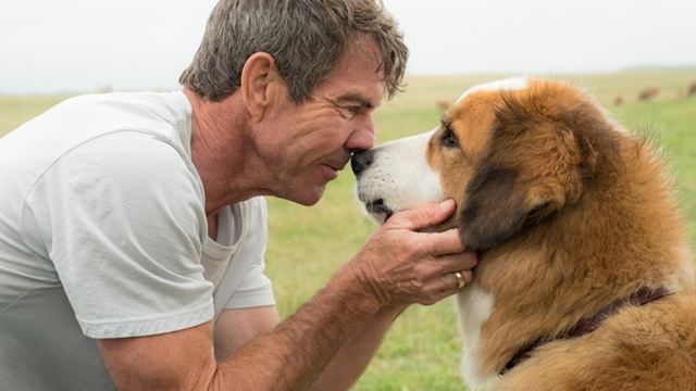 Dicas do Dia: Quatro Vidas de um Cachorro e Mãos de Pedra estreiam na TV