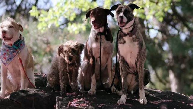 Iti malia! Série de documentários sobre cachorros da Netflix ganha trailer