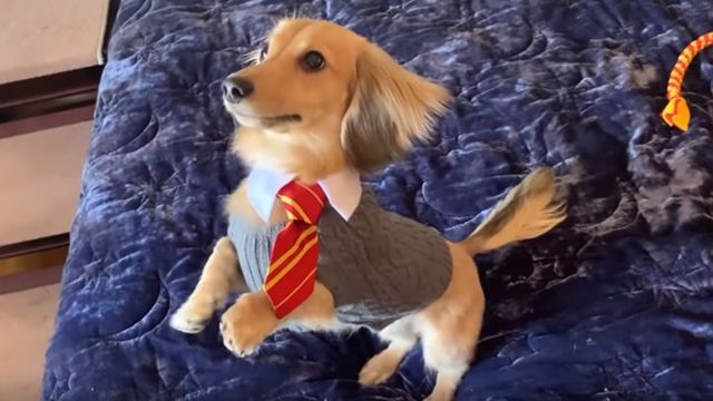Cachorro treinado em feitiços de Harry Potter faz sucesso na internet