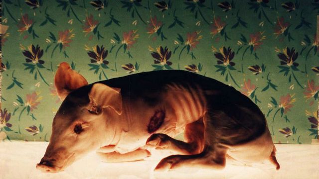 Imagem da notícia Críticos elegem Ilha das Flores o melhor curta-metragem brasileiro de todos os tempos, veja a lista