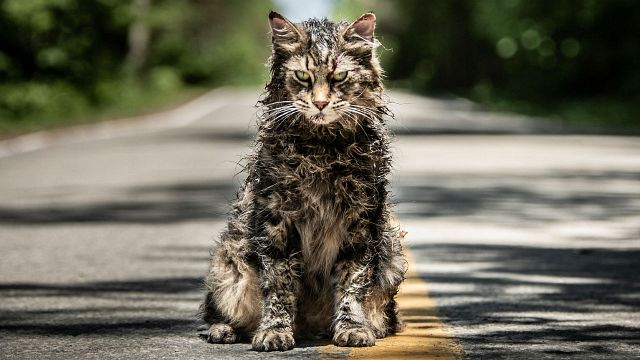 Imagem da notícia Morre Leo, o gato de Cemitério Maldito